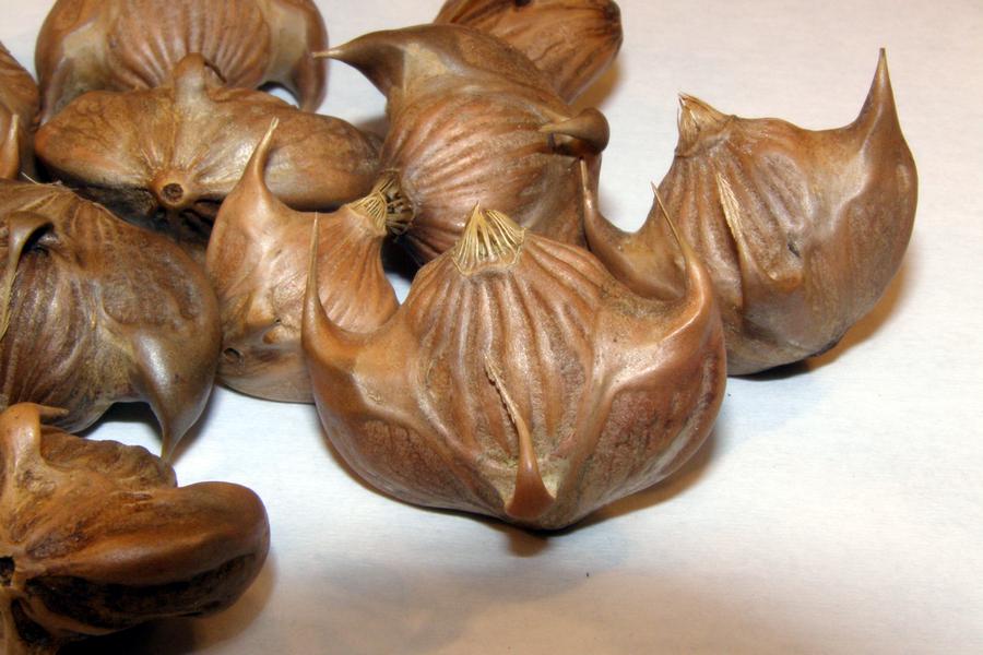Орехи пинии — описание, полезные и вредные свойства, состав, калорийность