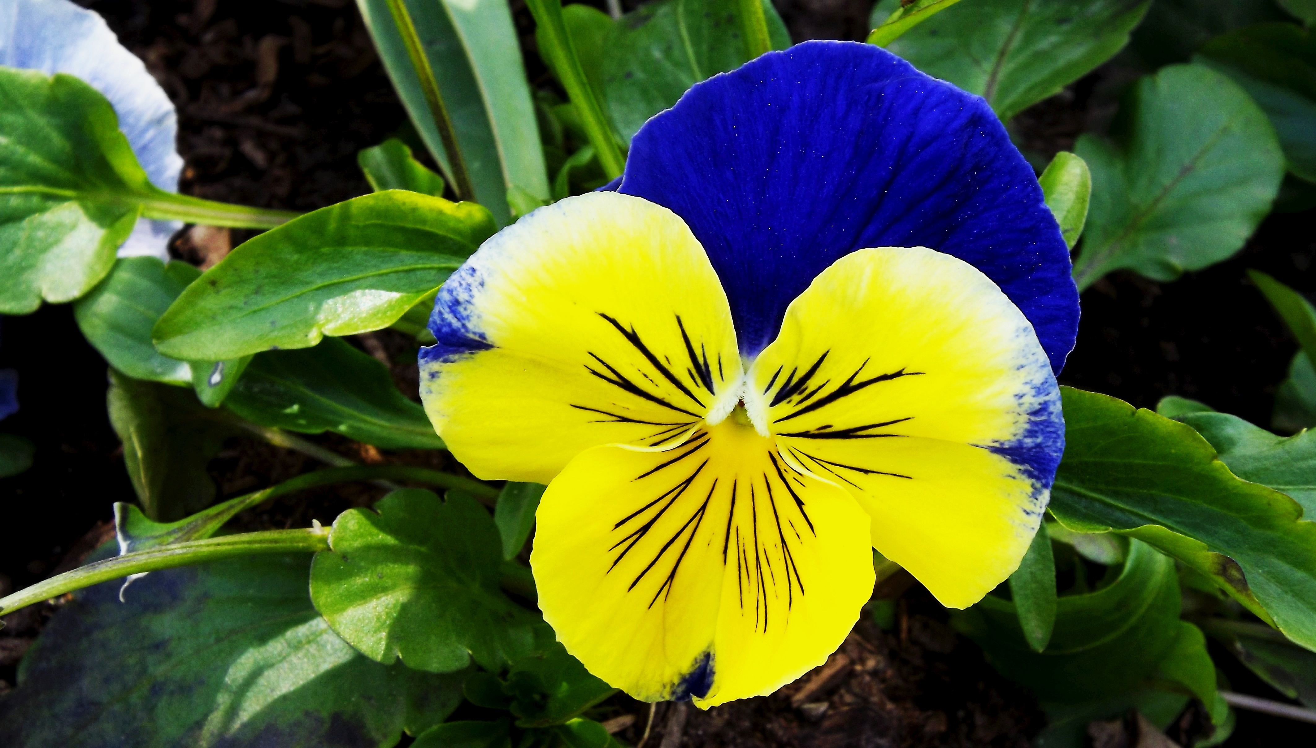 Описание цветка анютины глазки: как выглядит и когда цветет, особенности ухода и выращивания