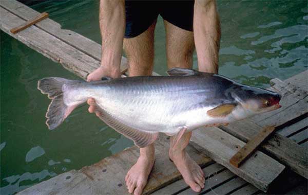 Что за рыба пангасиус: польза и вред, жирность, обитание, рецепты