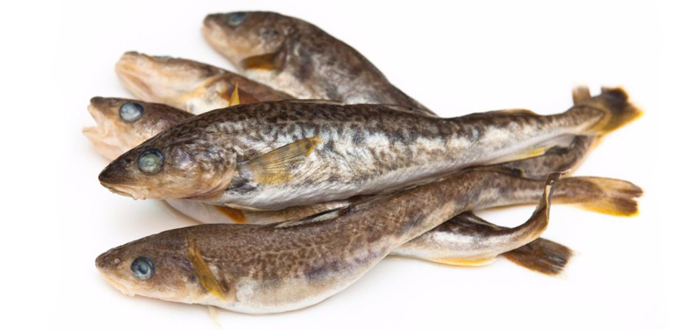 Угольная рыба (черная треска): польза и вред, описание, способы приготовления
