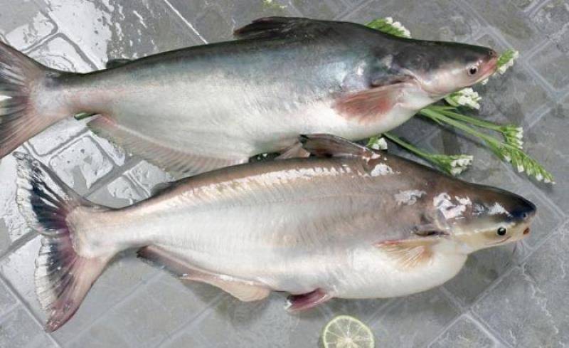Польза и вред рыбы пангасиус, можно ли ее кушать?