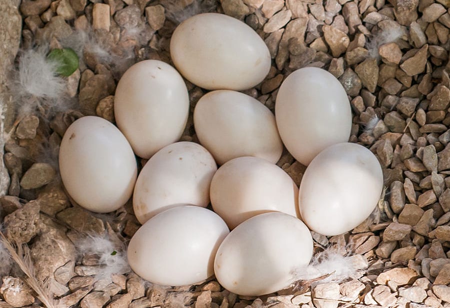 Яйцо утки: свойства и какая яйценоскость у птиц