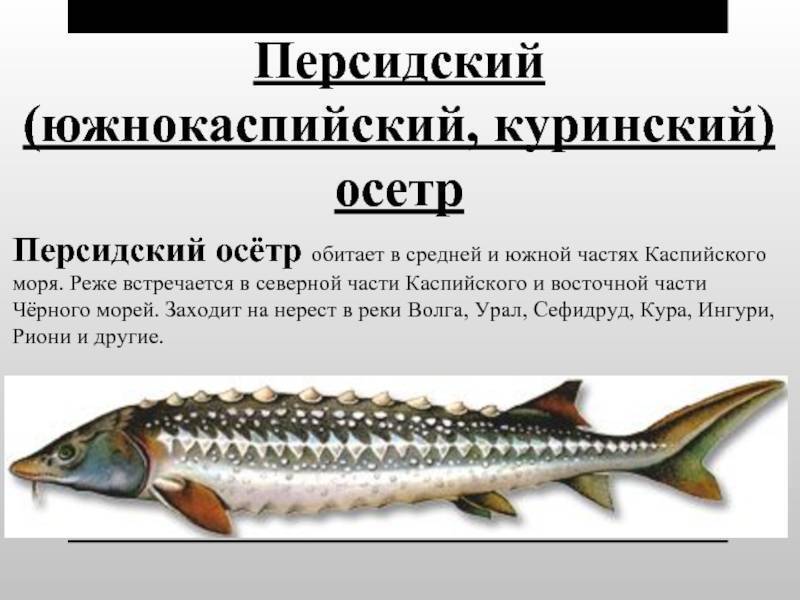 Осетр: описание рыбы, где обитает, нерест, способы ловли, калорийность осетра, рецепты