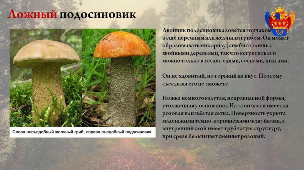 Подосиновик красный -  гриб полезные свойства, как собирать, хранить и готовит. фото и видео.