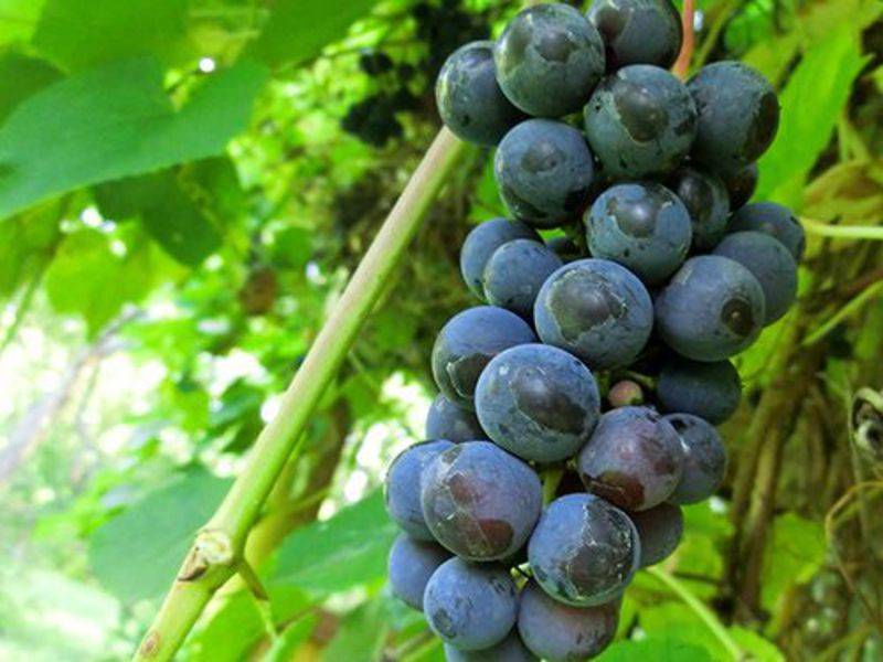 Виноград изабелла - польза для организма и возможноый вред