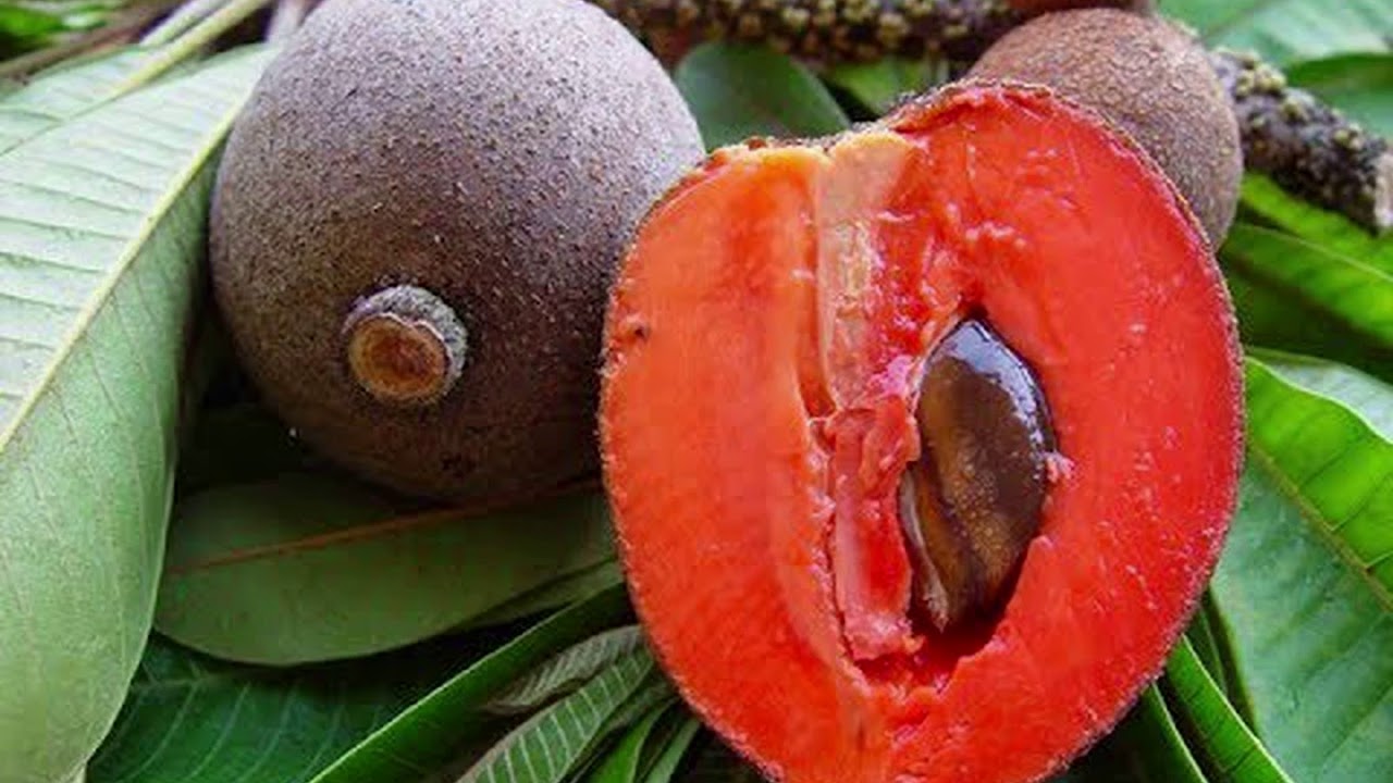 Саподилла — описание полезных свойств фрукта с фото