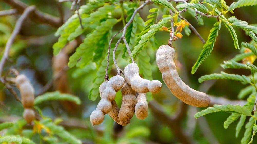 Приправа и фрукт тамаринд: как его едят, чем полезен и как применяют в кулинарии