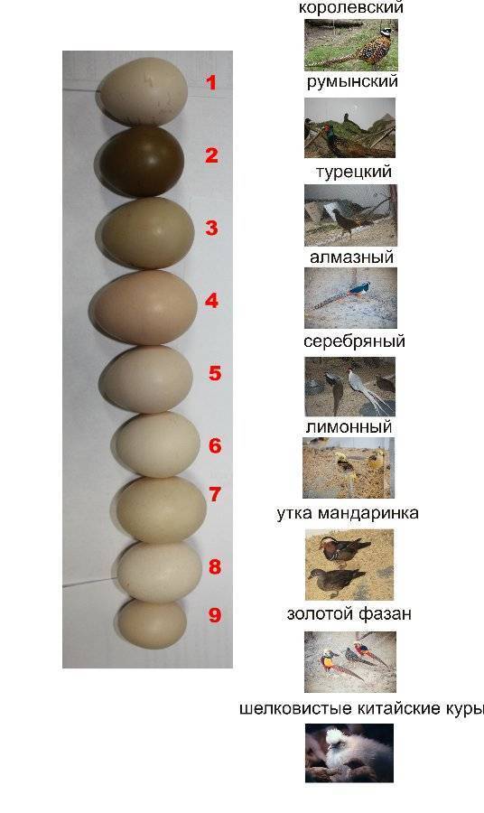Гусиные яйца: польза, в чем вред, как готовить, хранить, таблица состава, противопоказания