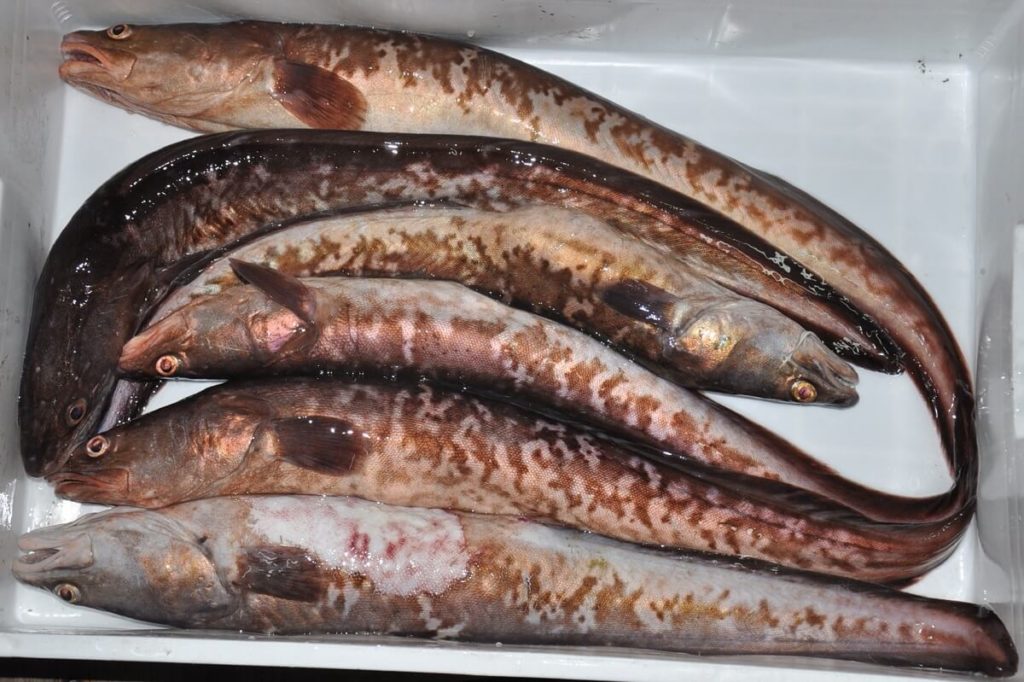 Угорь. рыба-феномен - записки натуралиста | некоммерческий учебно-познавательный интернет-портал зоогалактика