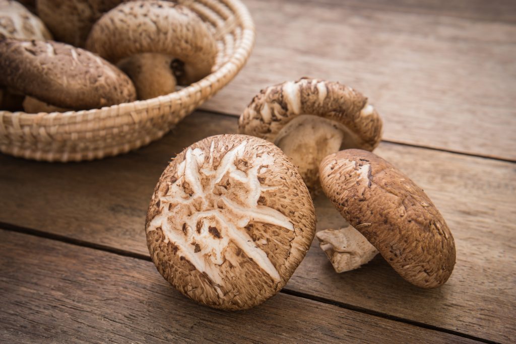Польза гриба шиитаке для здоровья: лечение.