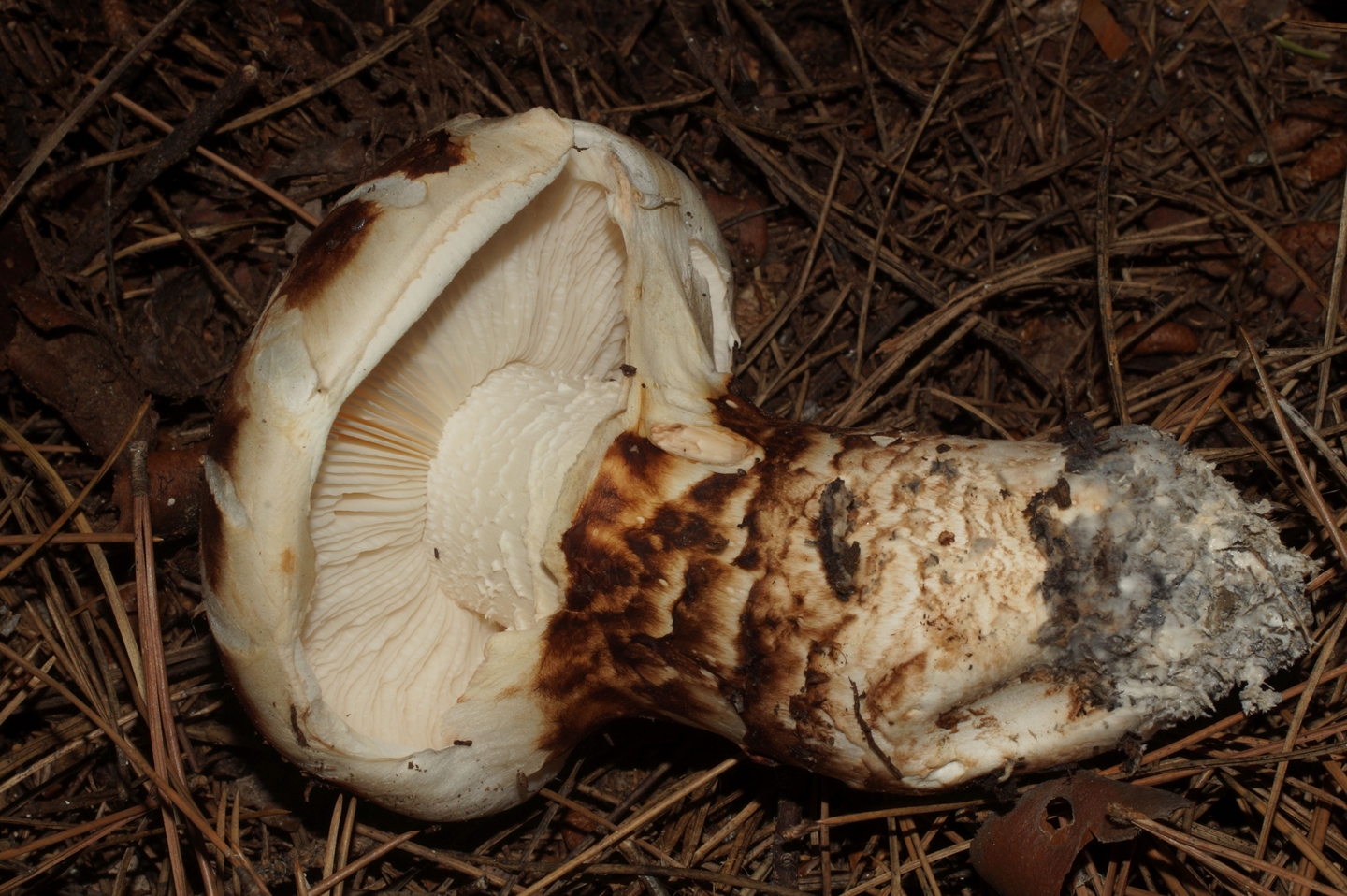 Описание белых рядовок и как выглядят эти грибы (+18 фото)?