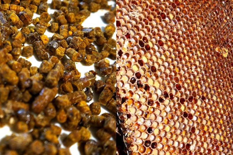 Перга пчелиная полезные свойства и противопоказания: для женщин, мужчин и детей.. как и для чего употреблять пчелиную пергу. перга пчелиная: от чего помогает, как принимать и есть ли противопоказания.