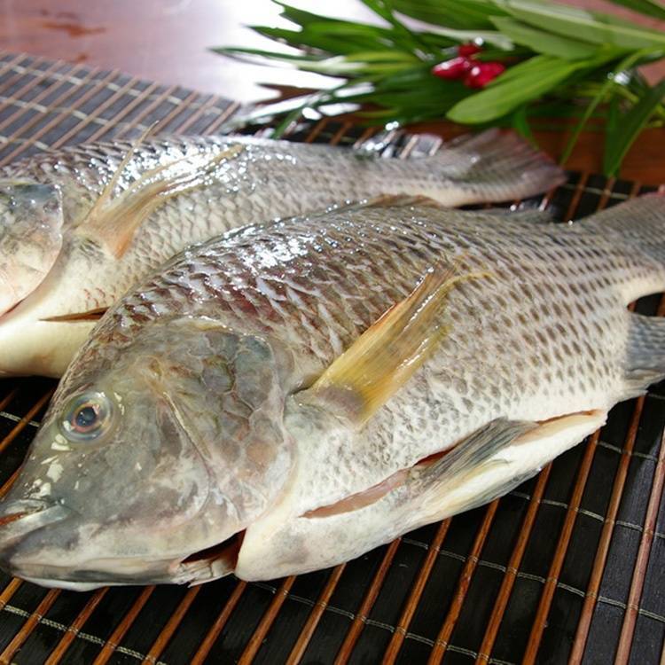 Рыба тилапия польза и вред для организма, изучение свойств