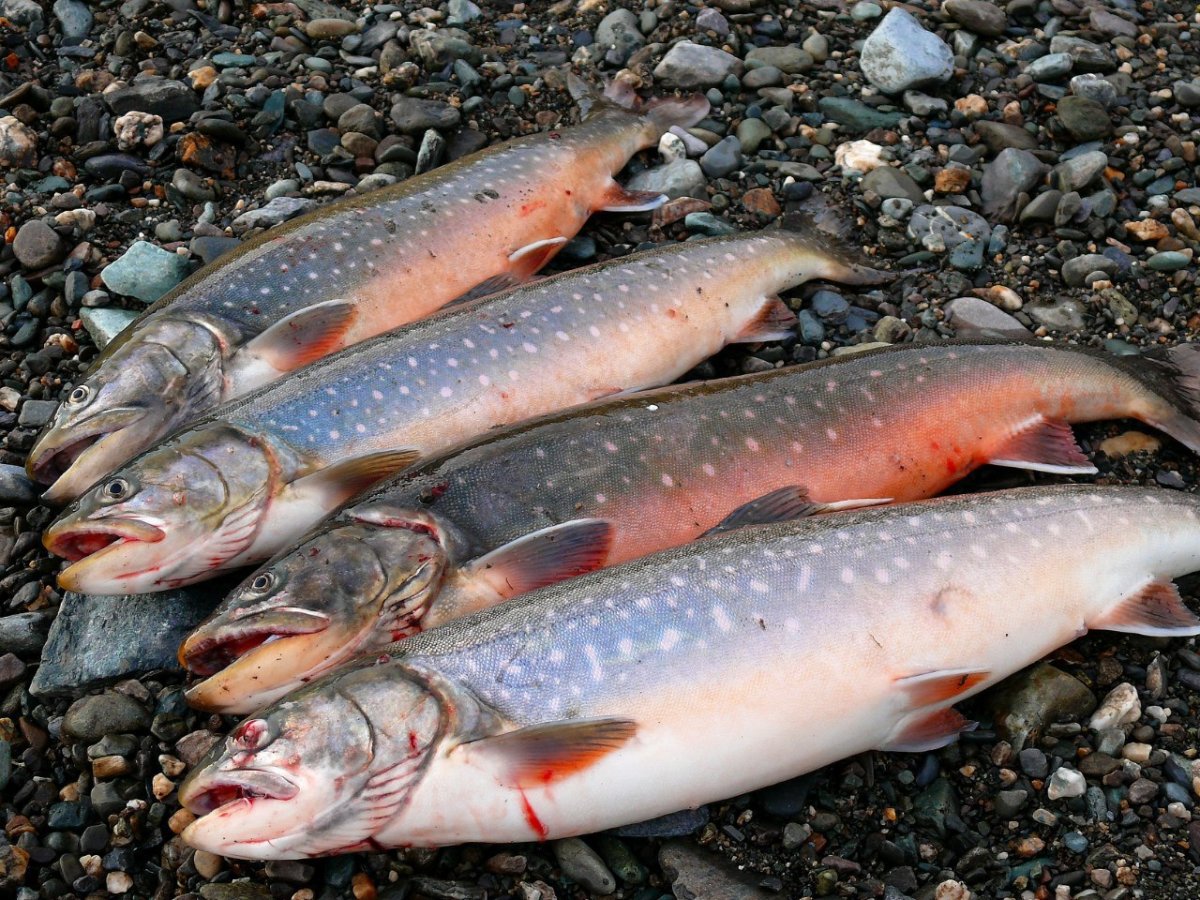 Рыба голец: распространение, размножение и полезные свойства рыбы (100 фото)