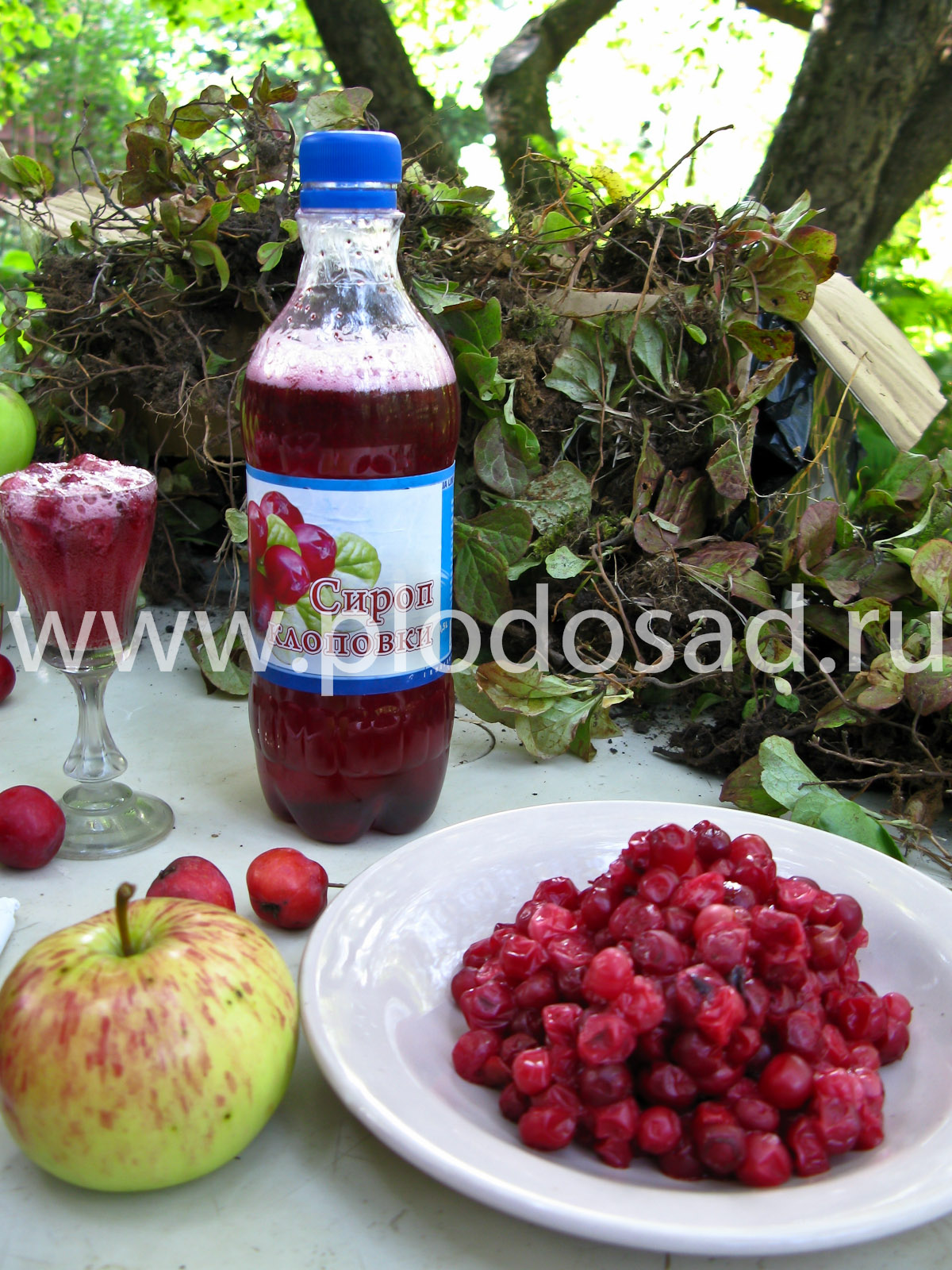 Клоповка сахалинская (красника)- полезные свойства и противопоказания ягод, сиропа