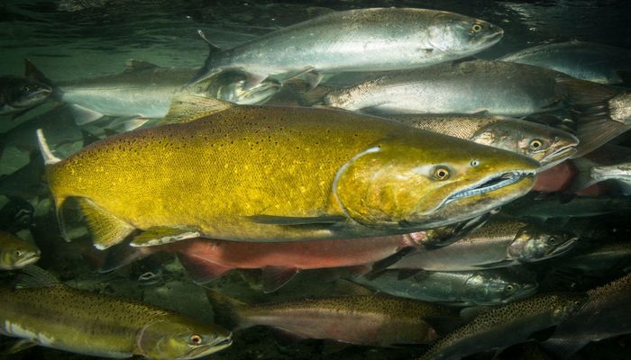 Чавыча — описание и образ жизни рыбы и что из нее можно приготовить