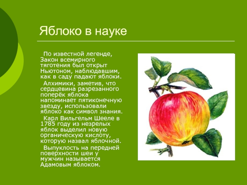 Яблоки: состав и польза для организма