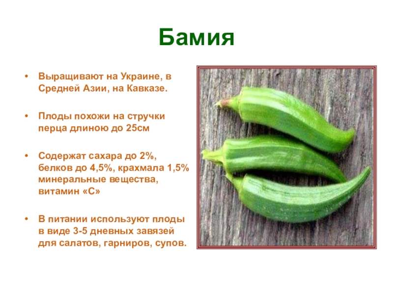 Бамия - описание выращивания и приготовления овоща; его польза и вред