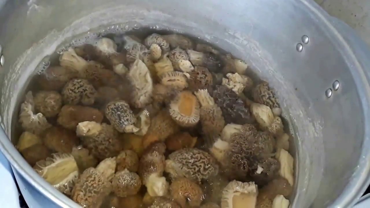 Весенние грибы фото, съедобные и нет, описание