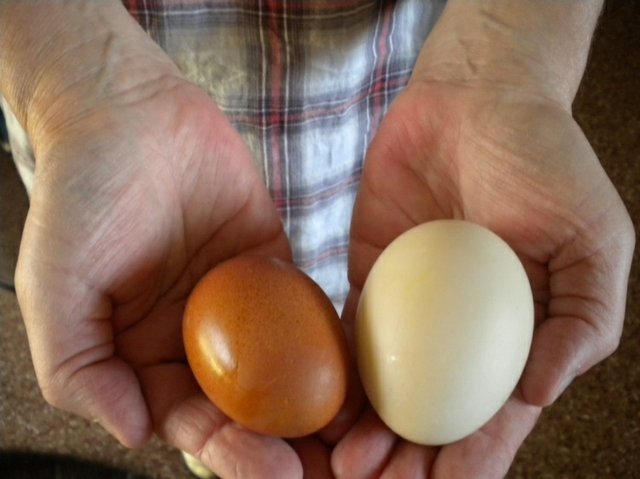 Утиные яйца можно ли есть: польза и вред, как готовить, чем полезны