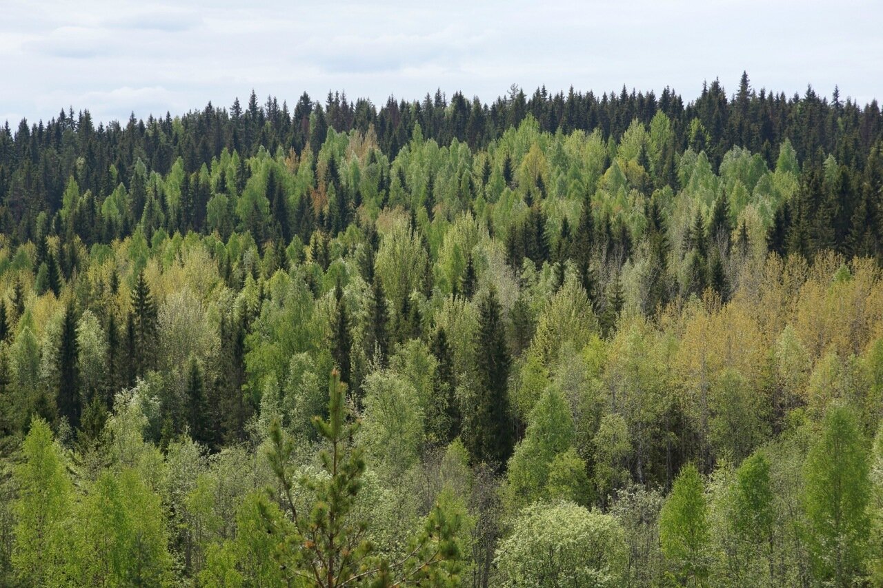 Леса россии — хвойные, смешанные, широколиственные и мелколиственные