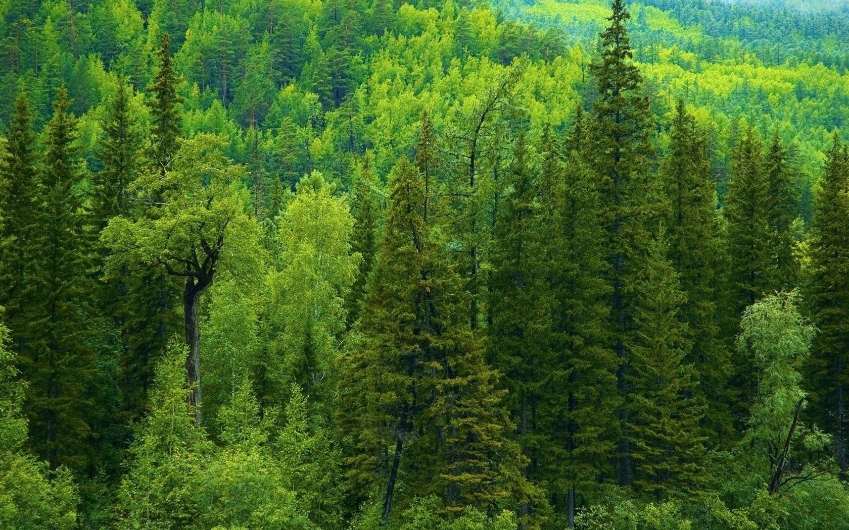 7 фактов о пользе хвойных деревьев
