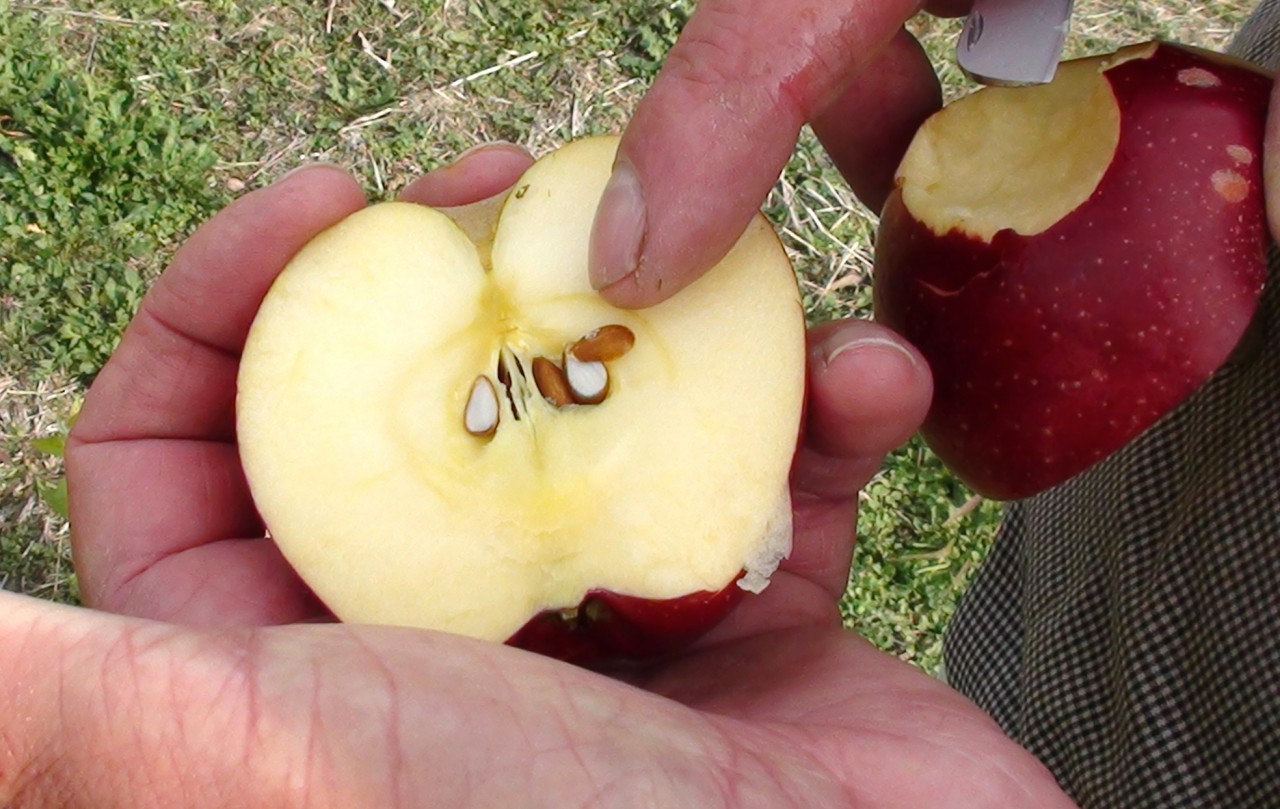 Можно ли есть косточки от яблок, их польза и вред отравление.ру