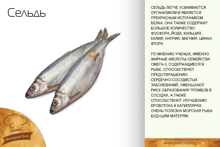 Ерш: польза, вред и калорийность рыбы | food and health