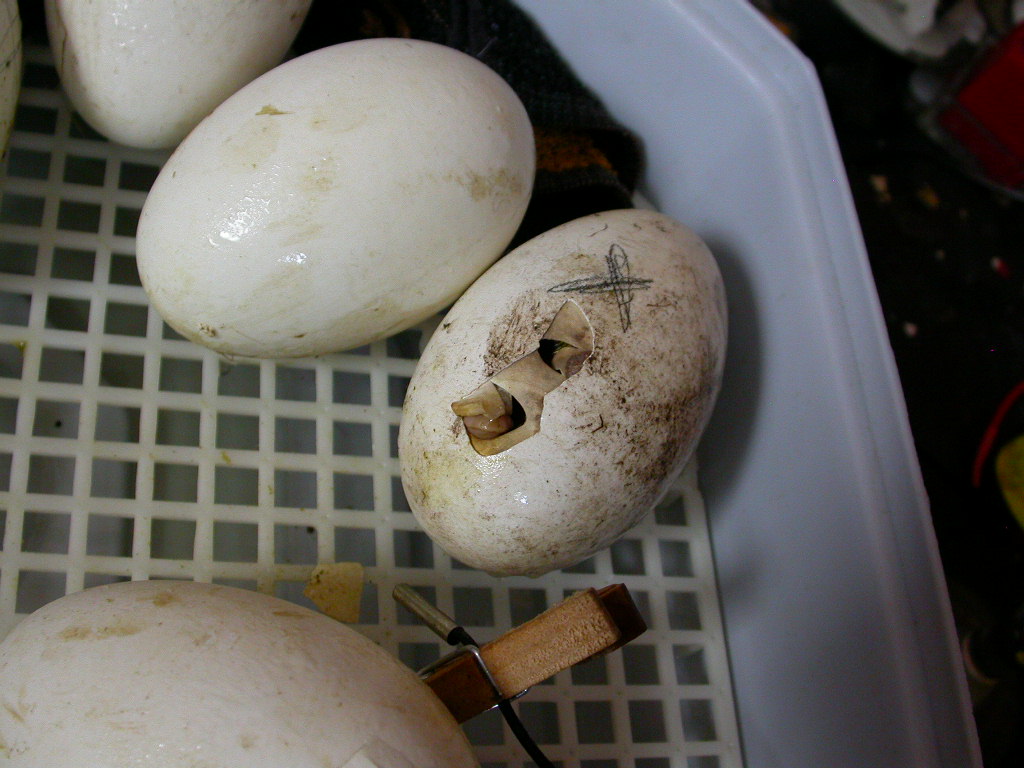 Можно ли использовать гусиные яйца в пищу: выбираем и готовим правильно