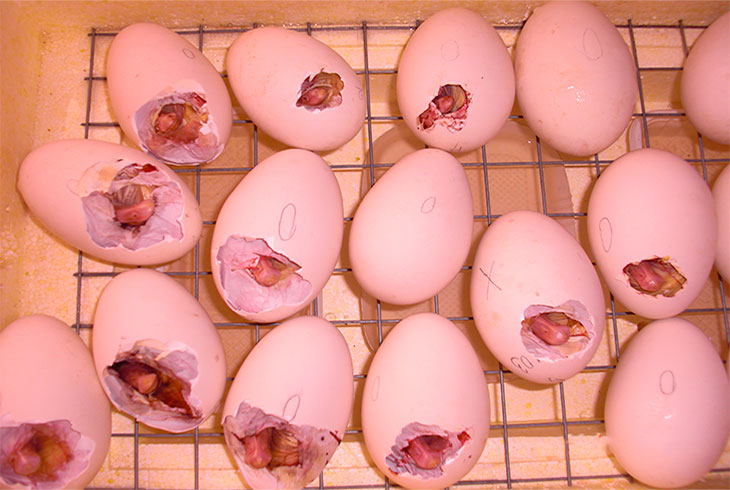Калорийность яйцо гусиное. химический состав и пищевая ценность.