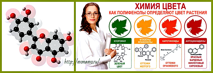 Биофлаваноиды (полифенолы, витамин p): в каких продуктах содержатся, польза для организма medistok.ru - жизнь без болезней и лекарств