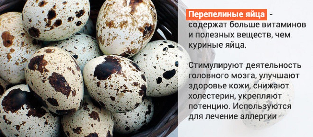 Яйца цесарок - полезные и опасные свойства яиц цесарок