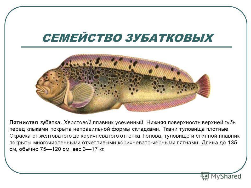 Рыба хоки: характеристика, обитание, рецепты
