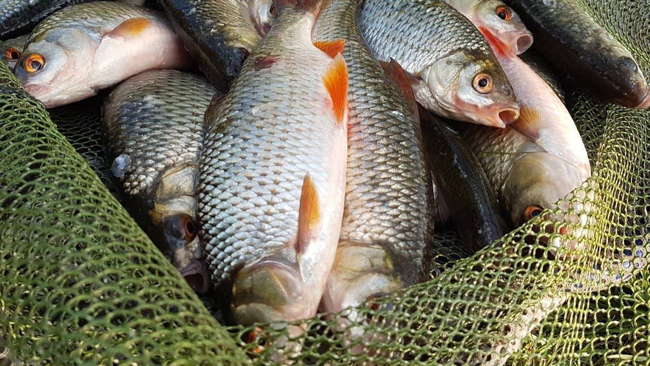 Макрурус польза и вред — как приготовить, описание рыбы и применение в рационе питания (130 фото + видео)