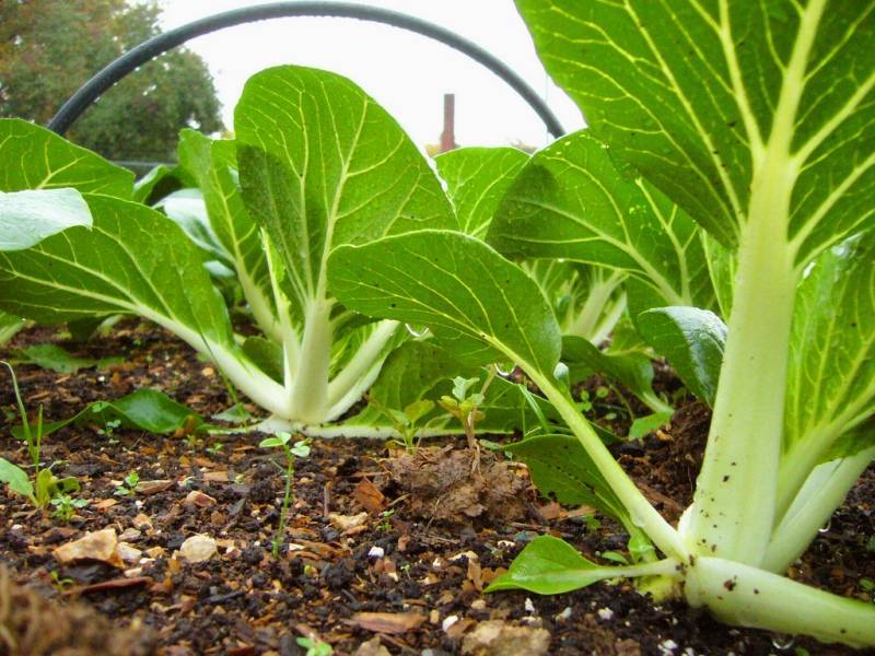 Уникальные свойства сорта капусты пак-чой и особенности ее выращивания
