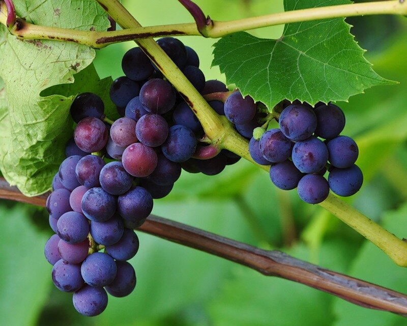 Виноград - калорийность, полезные свойства