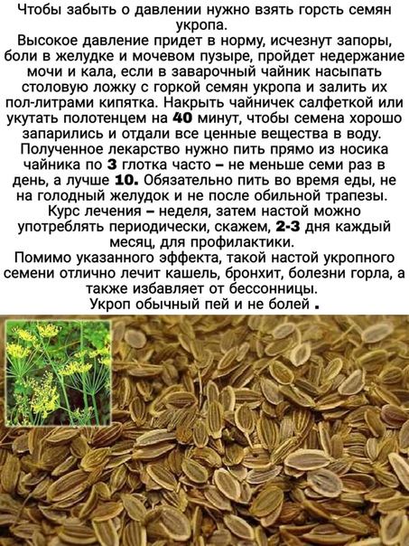 Семена укропа: польза и вред, лечебные свойства, противопоказания, отзывы