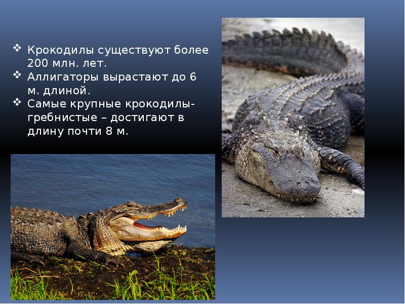 Крокодил описание. где и как живут крокодилы?