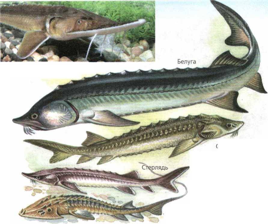 Стерлядь: калорийность, польза и вред для организма, полезные свойства рыбы и противопоказания
