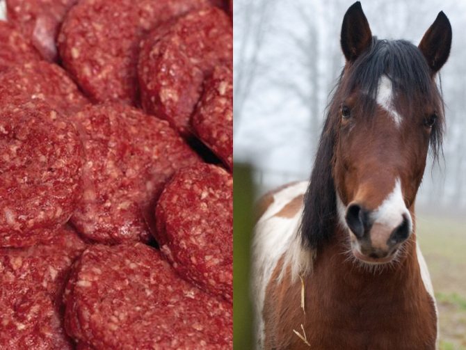 Польза и вред конины определяются способом приготовления мяса Богатый состав продукта раскрывает необходимость его употребления, а процесс приготовления – возможное негативное воздействие