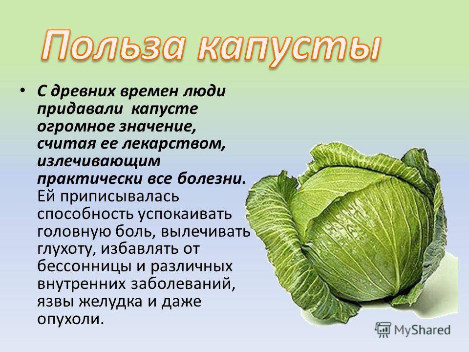 Кольраби — описание, состав, калорийность, полезные и вредные свойства овоща