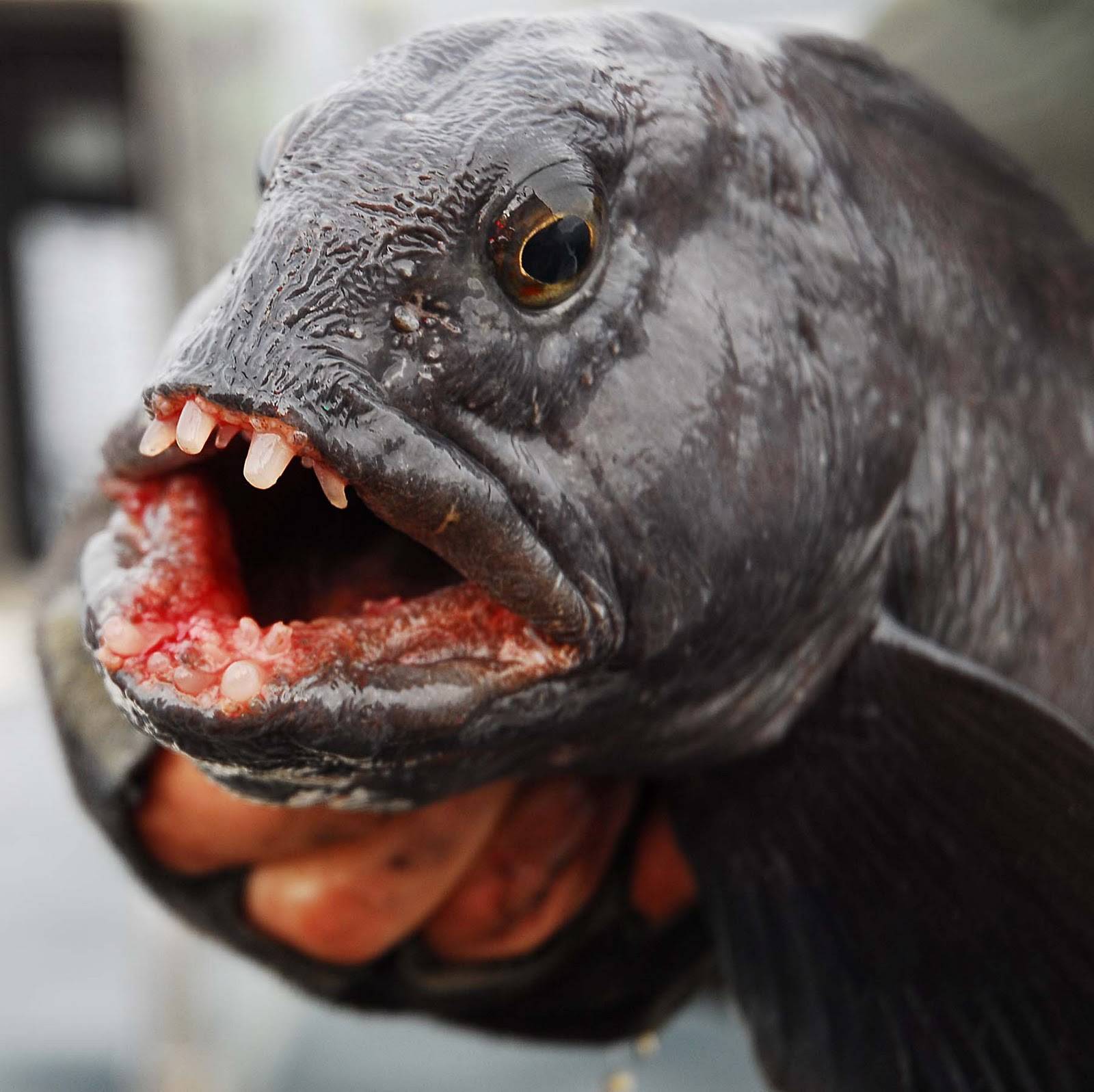 Рыба зубатка: польза и вред, фото и приготовление