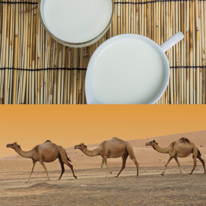 Шубат из верблюжьего молока: польза и вред, рецепты, приготовление чала