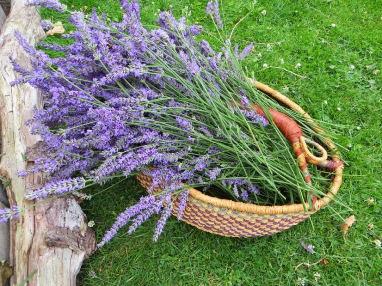 Ароматный цветок лаванда —  полезные свойства и способы применения