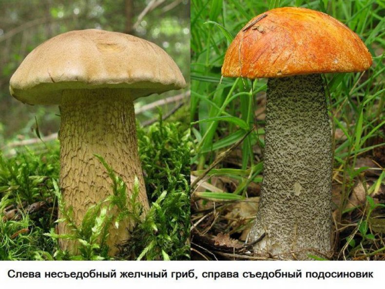 Подосиновик - 79 фото особо вкусного гриба и кулинарные советы