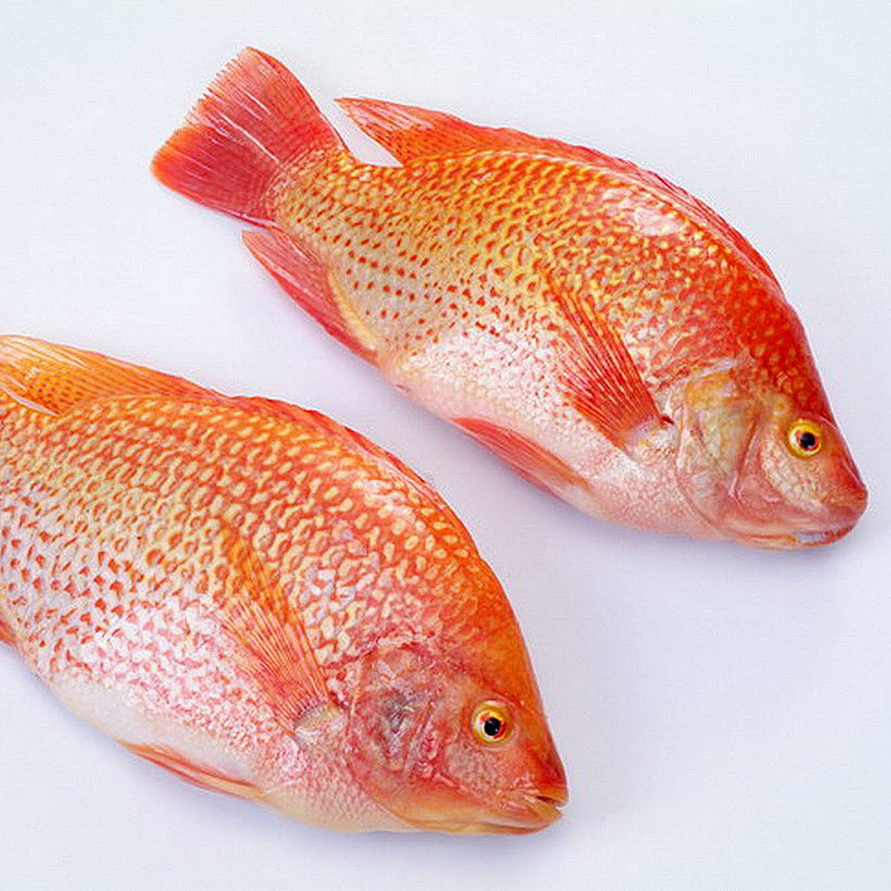 Польза и вред тилапии — 6 фактов о влиянии рыбы на наш организм
