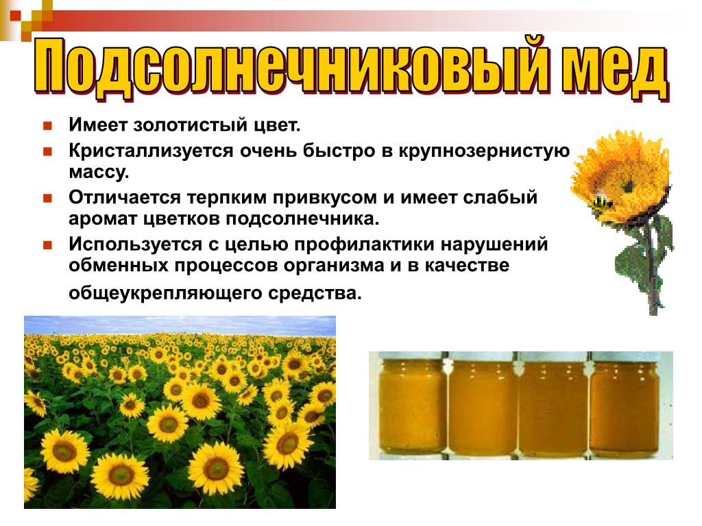 Рапсовый мед: полезные свойства и противопоказания, описание