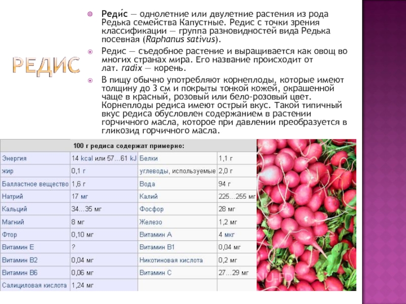 Какова калорийность редиски? химический состав и полезные свойства редиса :: syl.ru