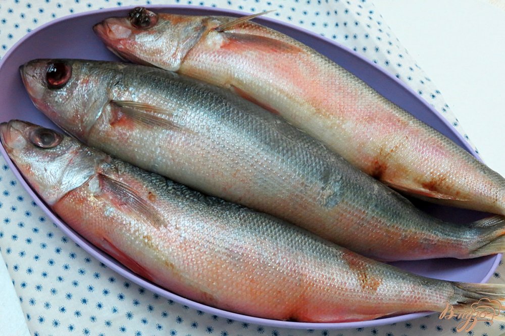 Польза и вред рыбы красноглазки: места обитания, химический состав, польза и вред Калорийность и противопоказания к употреблению, как готовить