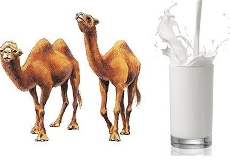 Верблюжье молоко польза и вред для здоровья, лечебные свойства
